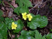 4.1.06 Dogwood & Alder Trail in Forest Park 009 